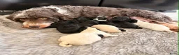 Havanese dogs for sale: Beautiful litter of pedigree havanese for sale - Advert 2