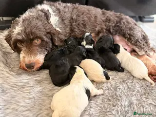 Havanese dogs Beautiful litter of pedigree havanese for sale - Advert 1