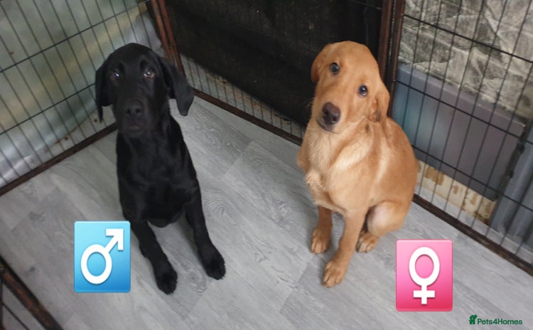 Labrador Retriever dogs in Barnstaple - Advert 1