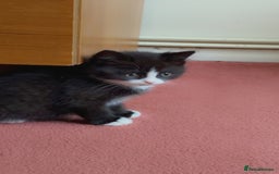 Mixed Breed cats for sale: Fluffy half Persian kitten - Image 2