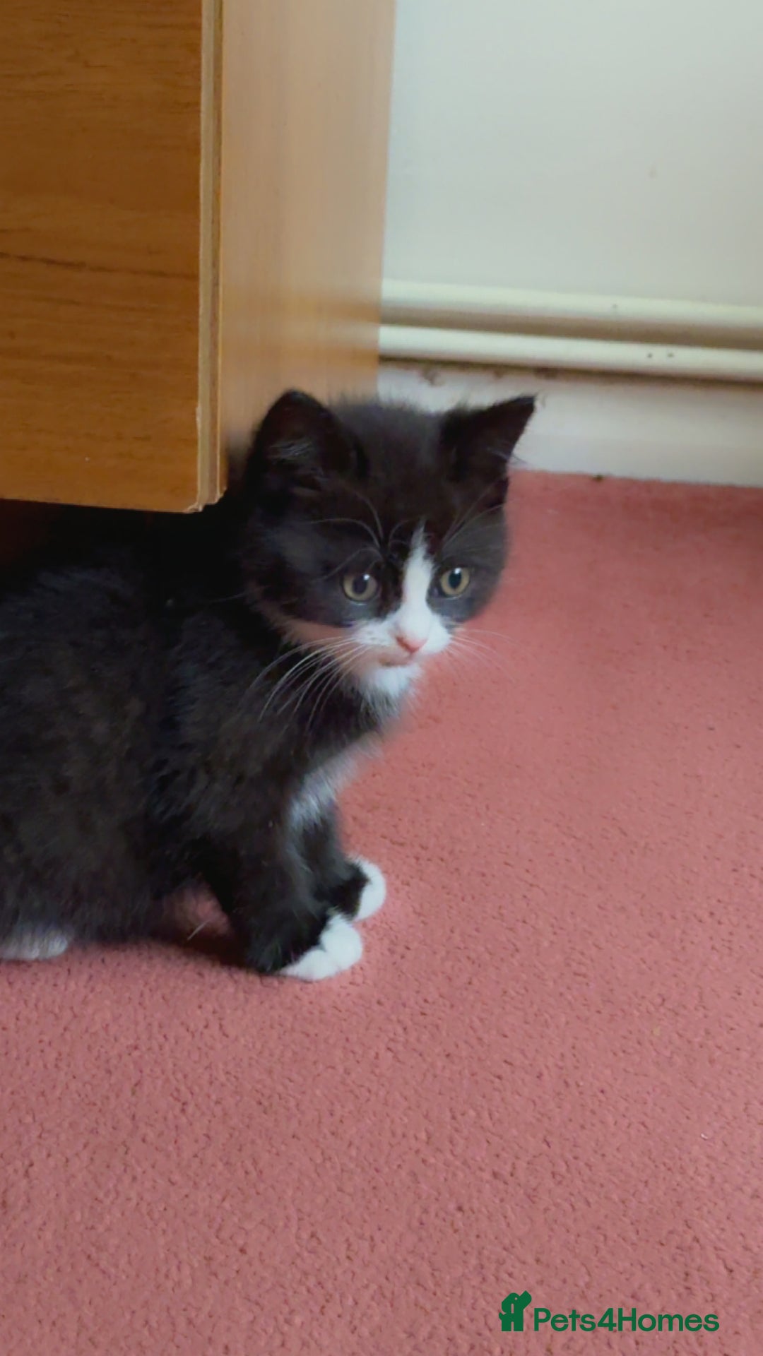 Mixed Breed cats for sale: Fluffy half Persian kitten - Image 2