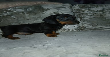 Dachshund dogs - Advert 4