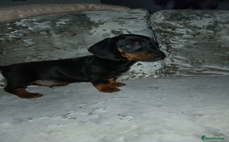 Dachshund dogs - Advert 4