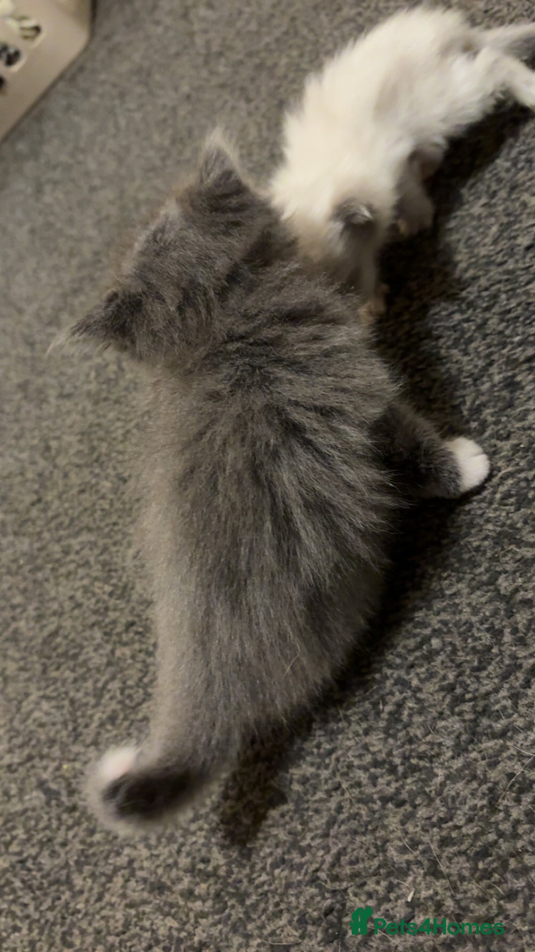 British Longhair cats for sale: X2 male British longhair kittens needing homes - Advert 5