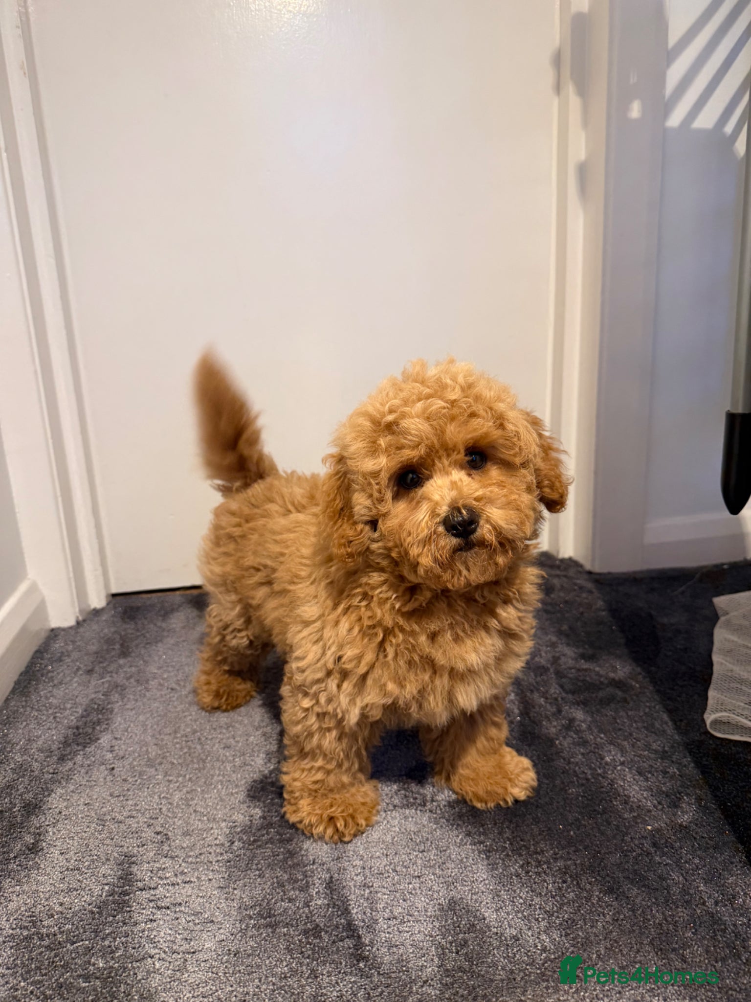 Maltipoo dogs for sale: Beautiful Red Maltipoo puppies for sale  - Advert 16
