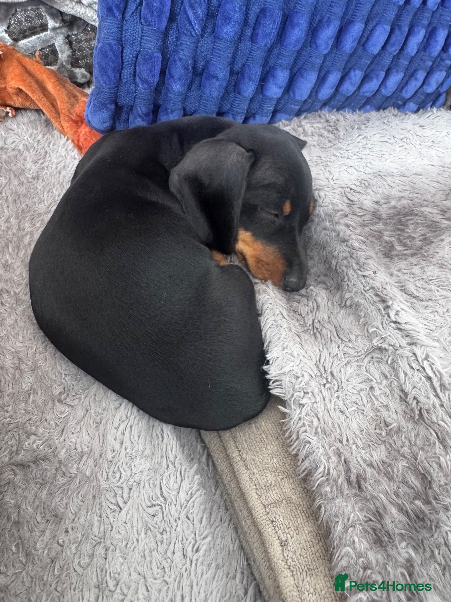 Dachshund dogs Stunning Black and Tan smooth haired miniature  - Advert 9