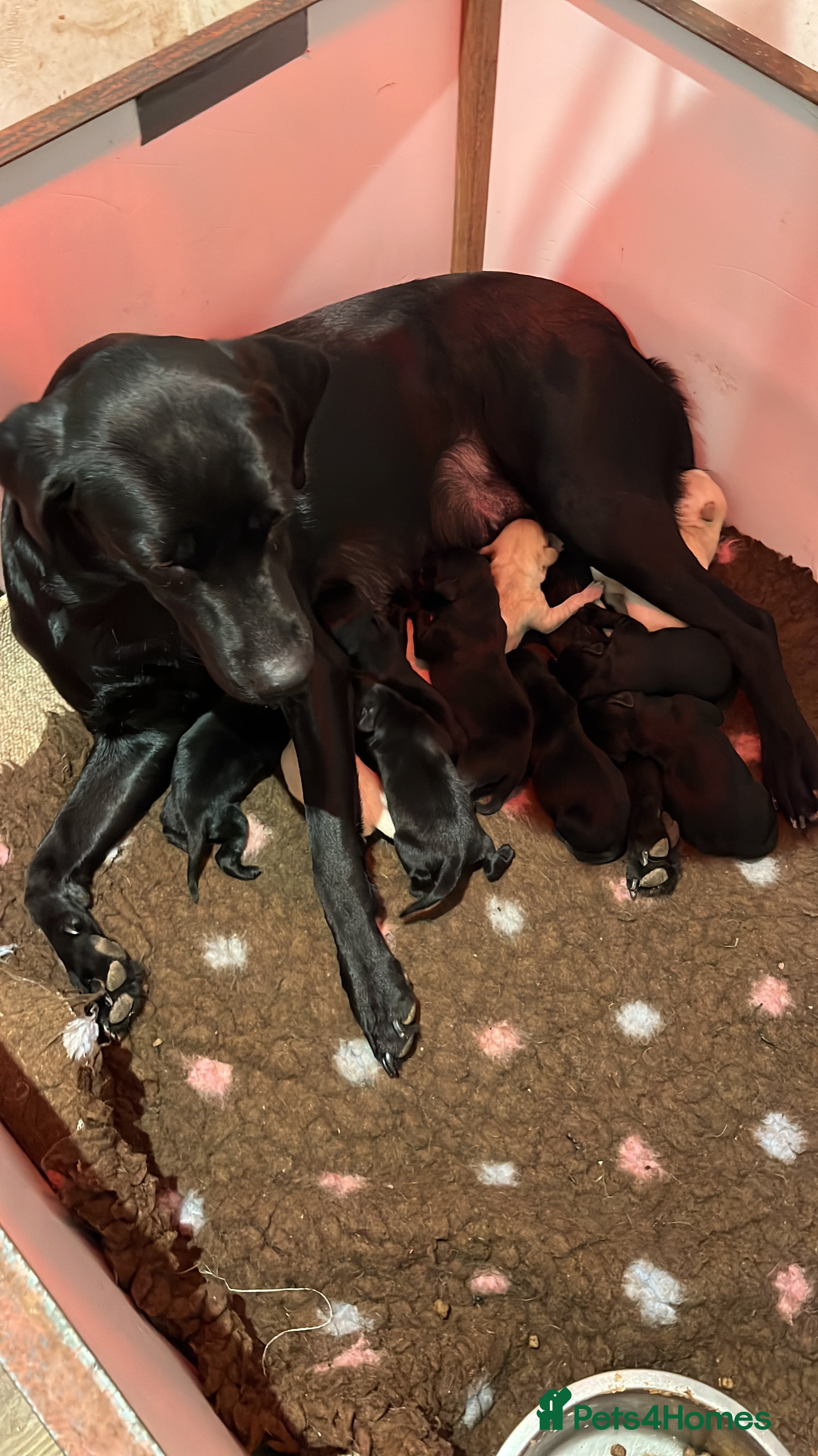 Labrador Retriever dogs Lovely KC Registered Black Labs for sales in Ledbury - Advert 3
