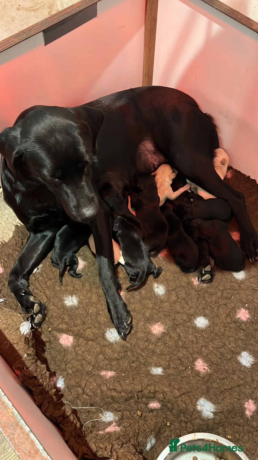Labrador Retriever dogs for sale: Lovely KC Registered Black Labs for sales in Ledbury - Advert 1
