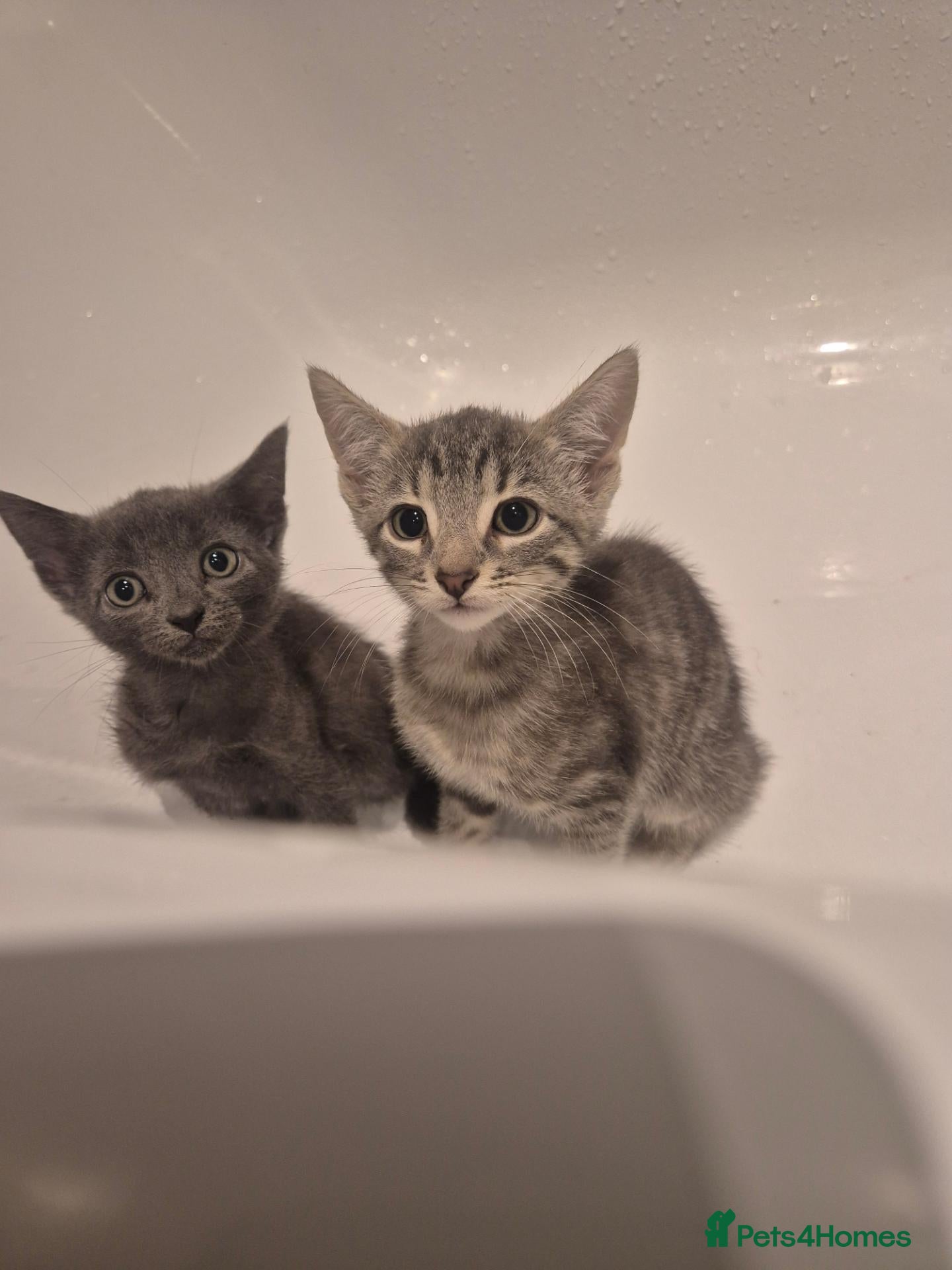 Mixed Breed cats Cute grey and tabby kittens - Advert 1