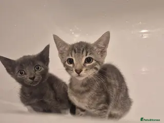 Mixed Breed cats Cute grey and tabby kittens - Advert 1