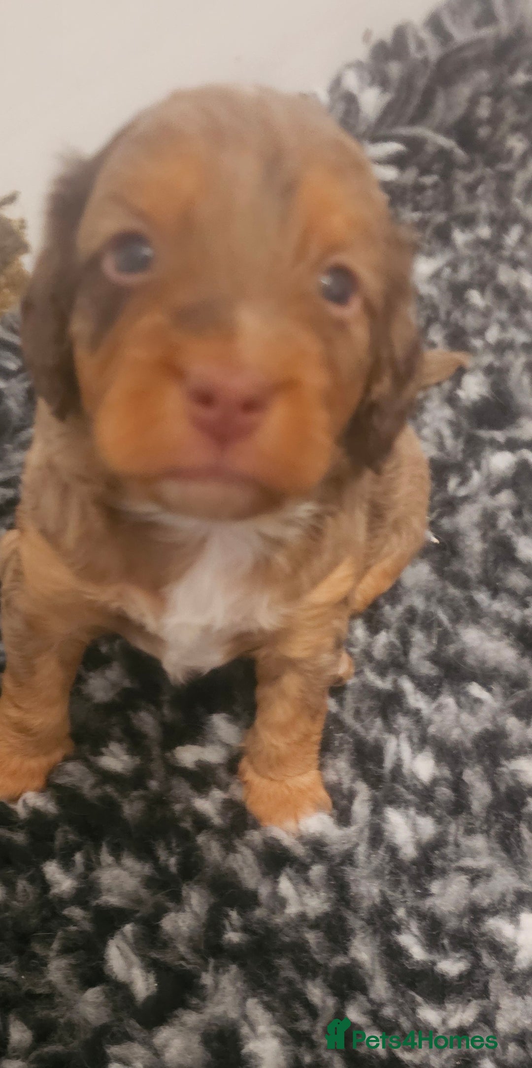 Cockapoo dogs for sale: The best cockapoos  - Image 11