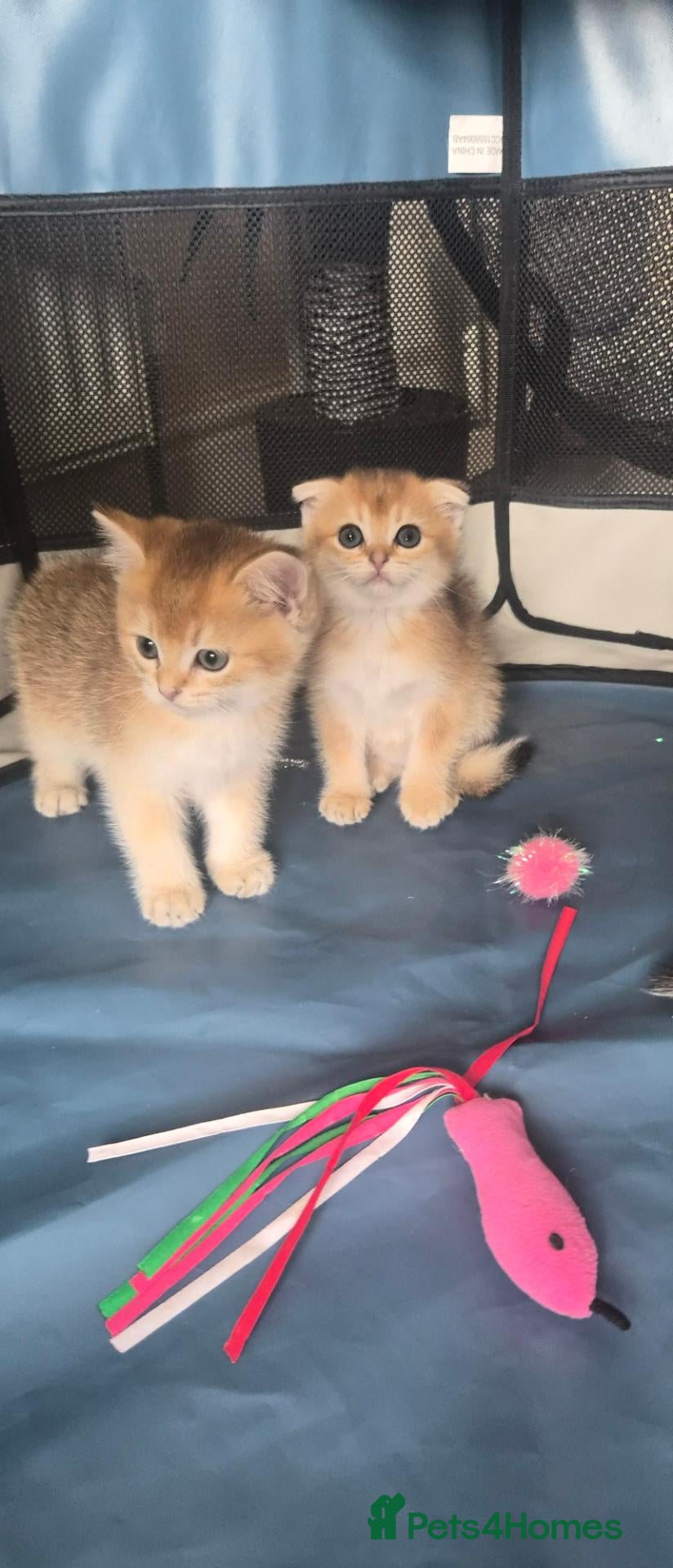 Scottish Fold cats Pedigree Scottish kittens - Advert 1