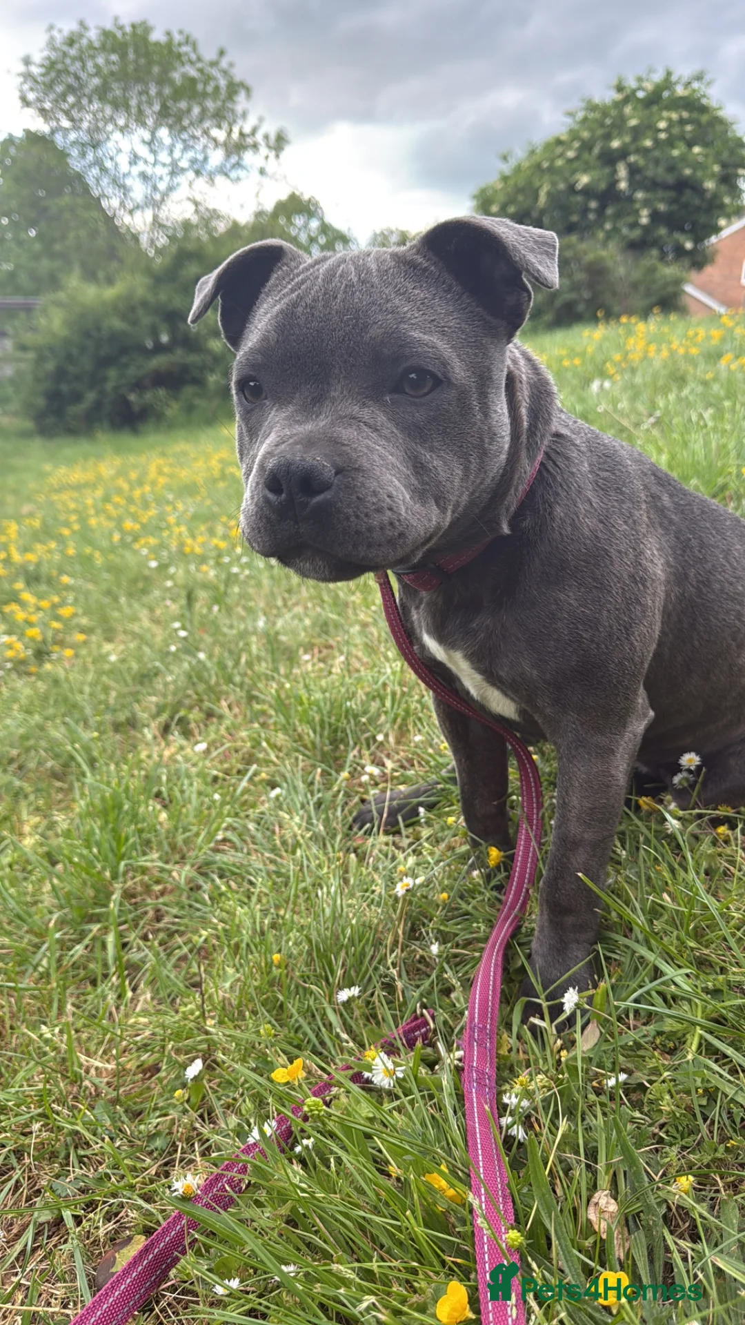 Staffordshire Bull Terrier dogs for sale: Beautiful Blue staffy girl full pedigree KC REG - Advert 2