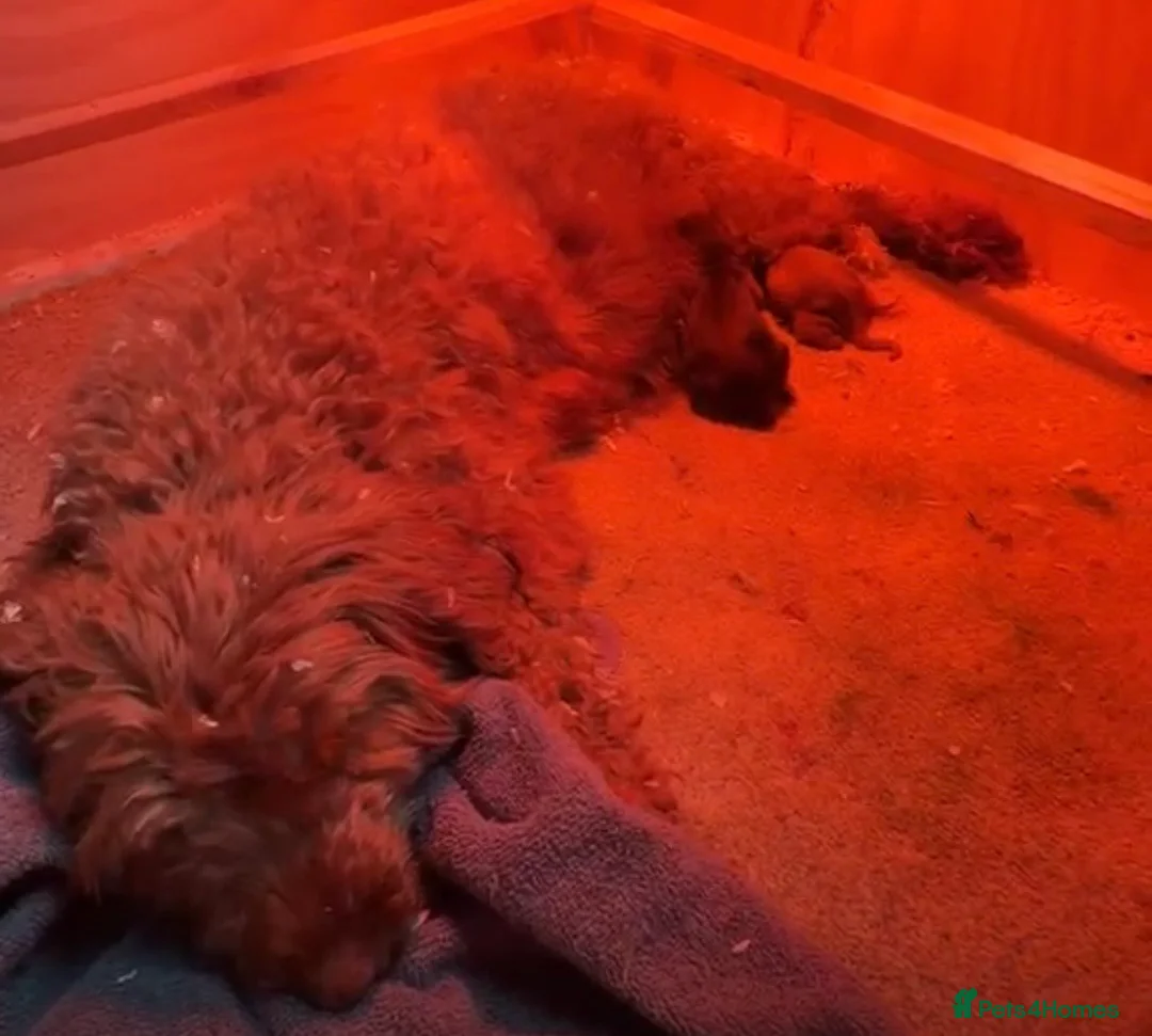 Cavapoo dogs for sale: Cavapoo puppies  - Advert 8
