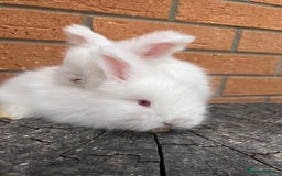 Angora rabbits for sale: Quality English Angora babies - Image 4