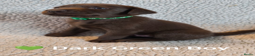 Labrador Retriever Puppy 2
