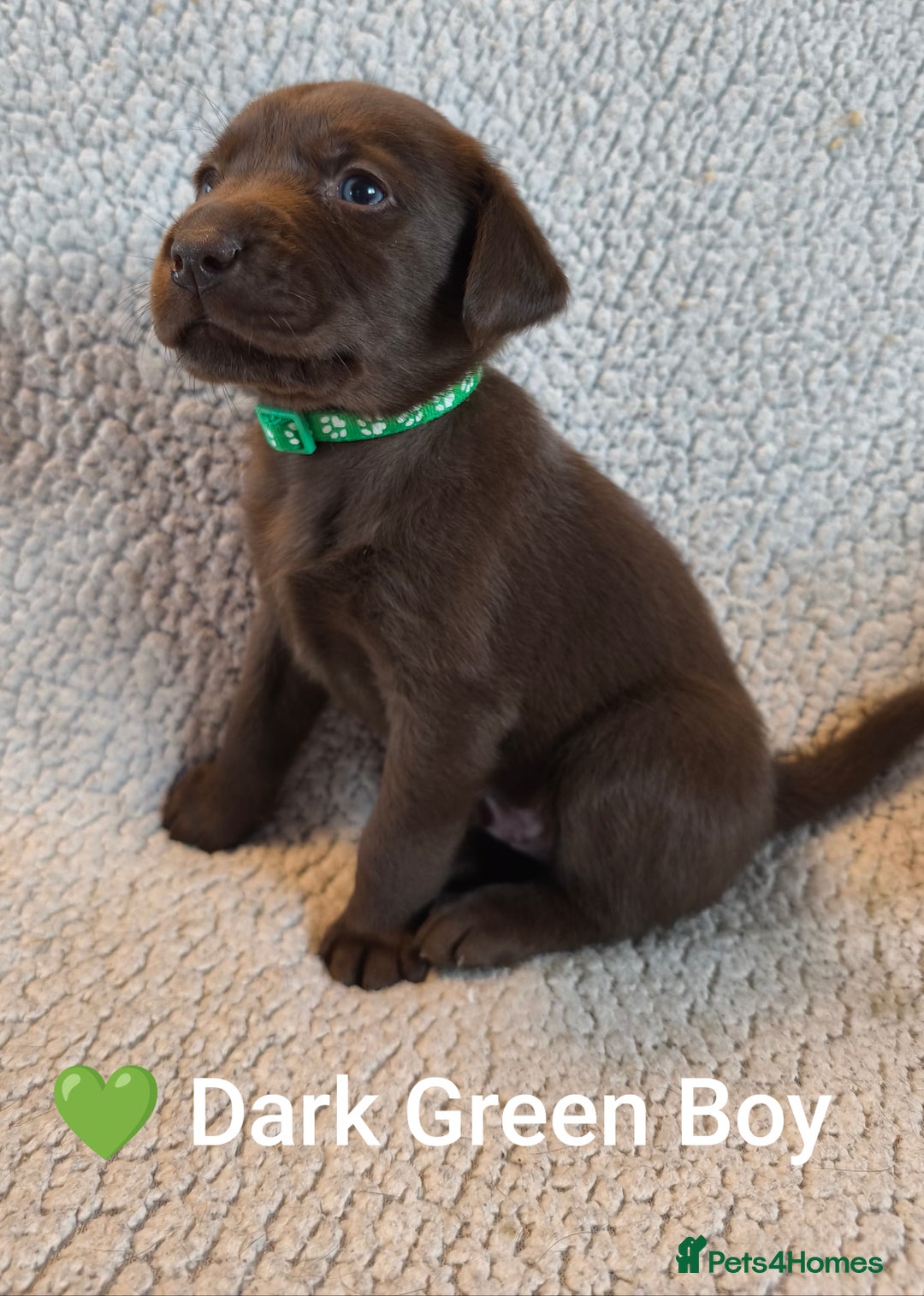 Labrador Retriever dogs for sale: Adorable Labrador Retriever Puppies  - Image 6