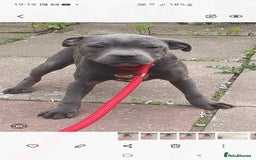 Staffordshire Bull Terrier dogs for sale: KC registeres Staffordshire bull terrier puppies - Image 11