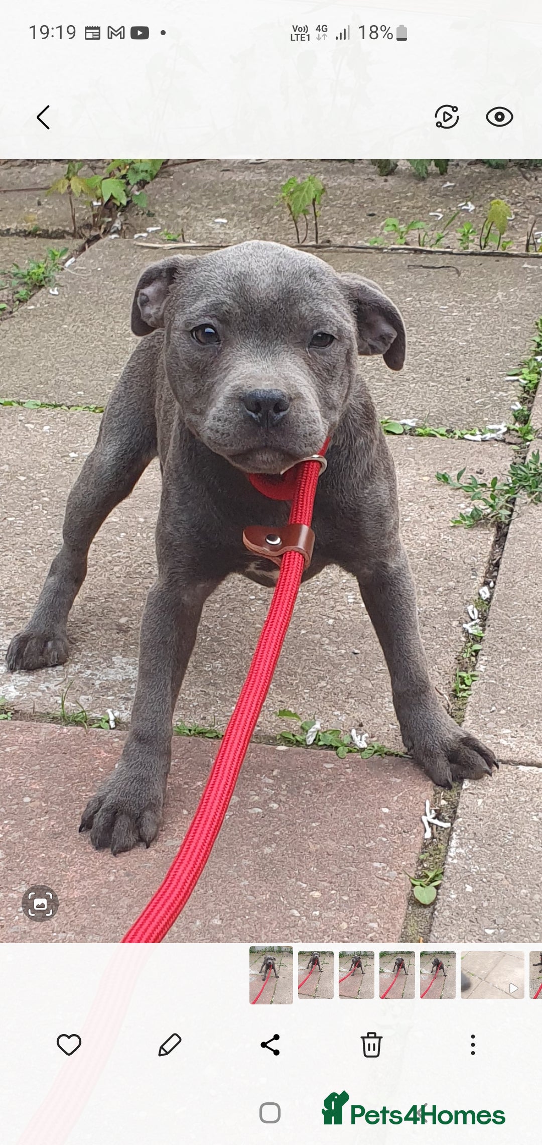 Staffordshire Bull Terrier dogs for sale: KC registeres Staffordshire bull terrier puppies - Image 11