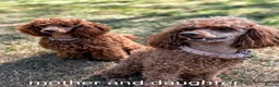 Miniature Poodle dogs for sale: EXCEPTIONAL DARK RED KC MINIATURE POODLE PUPPIES🐩 - Advert 3