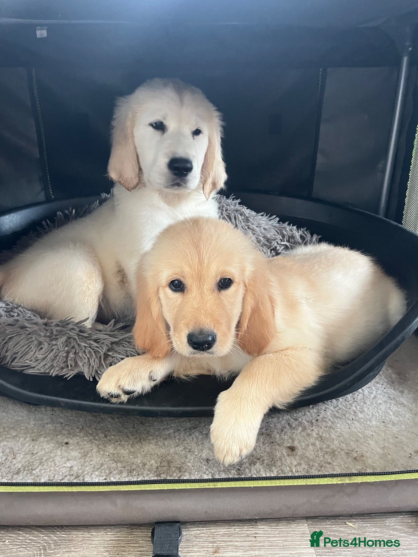 Goldador dogs Golden retriever 3/4 x 1/4 Labrador puppies - Advert 1
