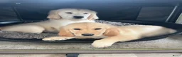 Goldador dogs for sale: Golden retriever 3/4 x 1/4 Labrador puppies in Barnsley - Advert 1