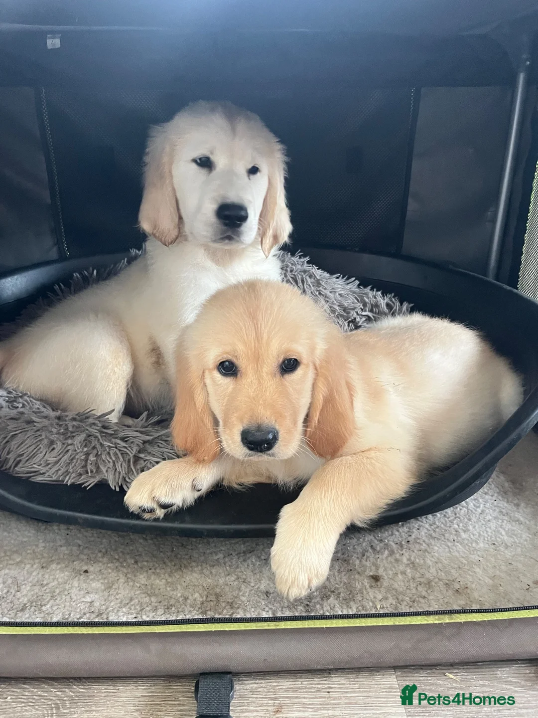 Goldador dogs for sale: Golden retriever 3/4 x 1/4 Labrador puppies in Barnsley - Advert 1