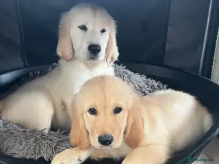Goldador dogs Golden retriever 3/4 x 1/4 Labrador puppies - Advert 1