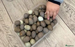 Quail poultry for sale: X25 Button Quail for sale  - Image 6