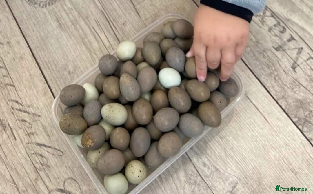 Quail poultry for sale: X25 Button Quail for sale  - Image 6