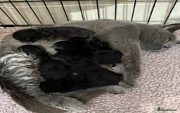 British Shorthair cats for sale: BSH kittens black ready now  - Image 6