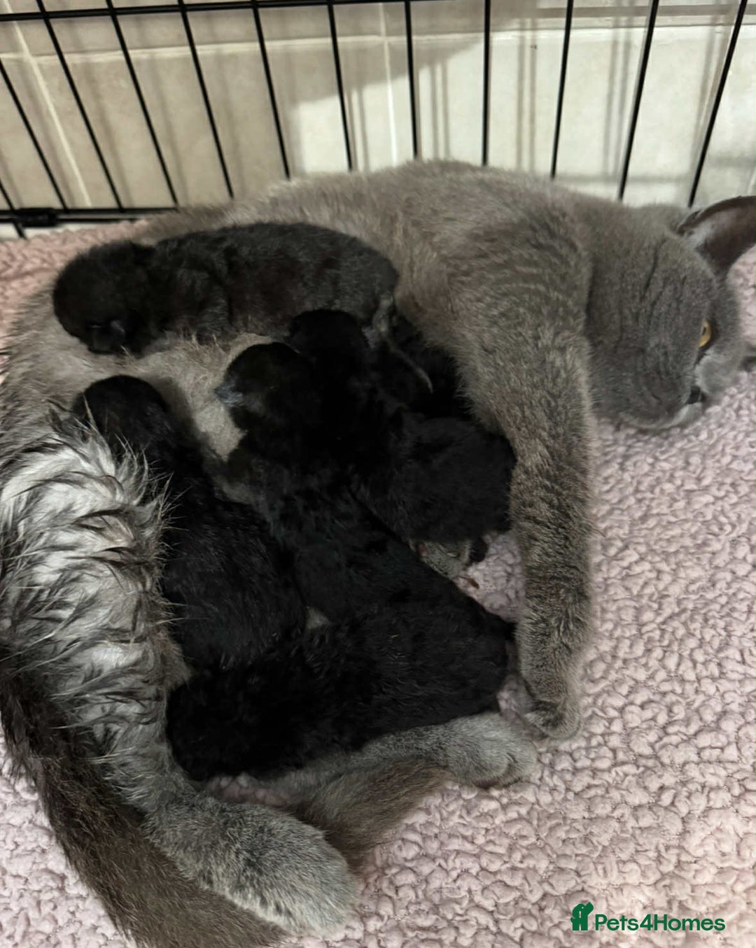 British Shorthair cats for sale: BSH kittens black ready now  - Image 6