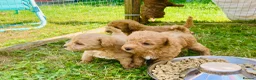 Yorkiepoo dogs for sale: Yorkiepoo puppies  - Advert 5