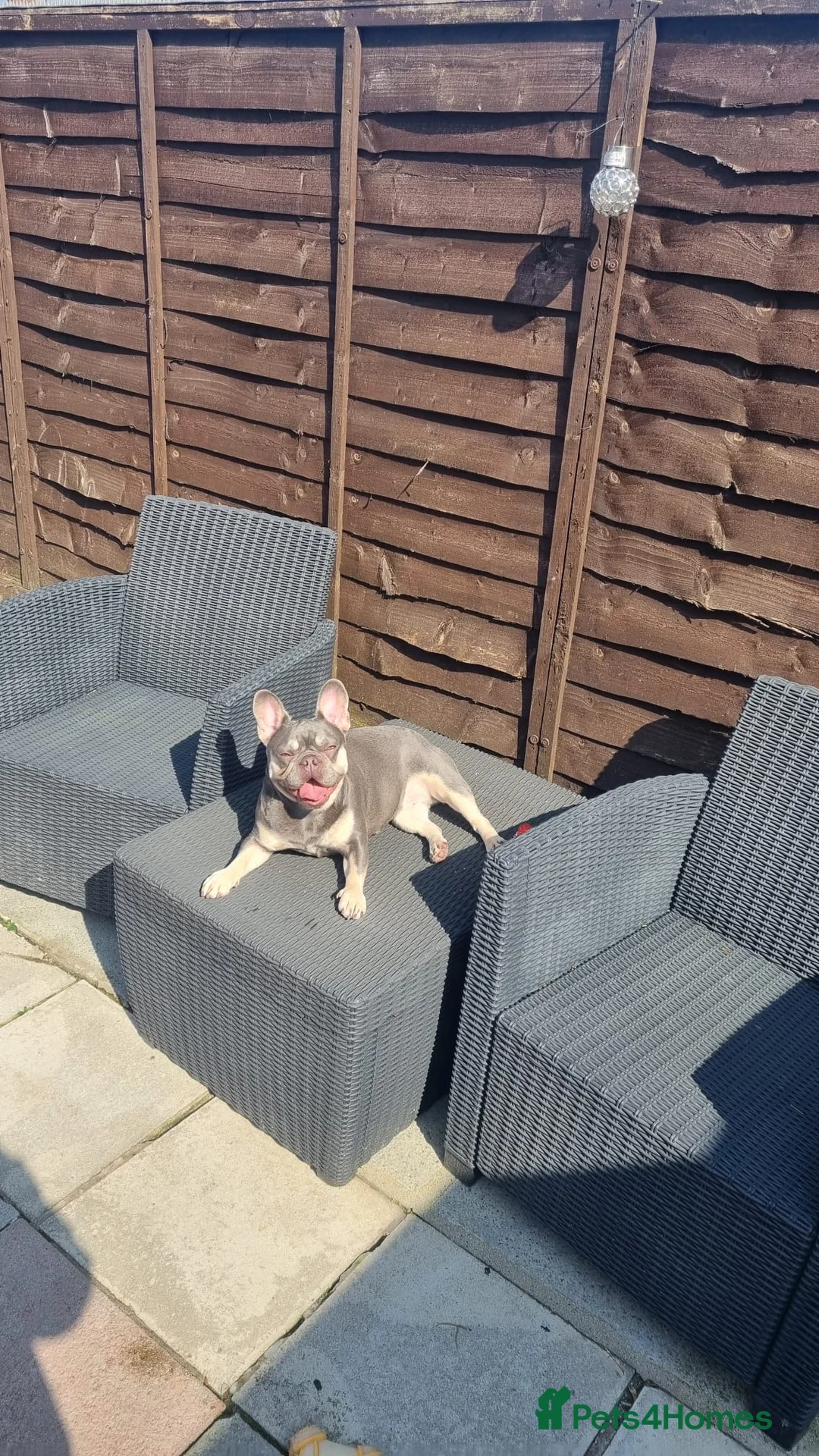 French Bulldog dogs for sale: Female French bulldog in Bargoed - Advert 2