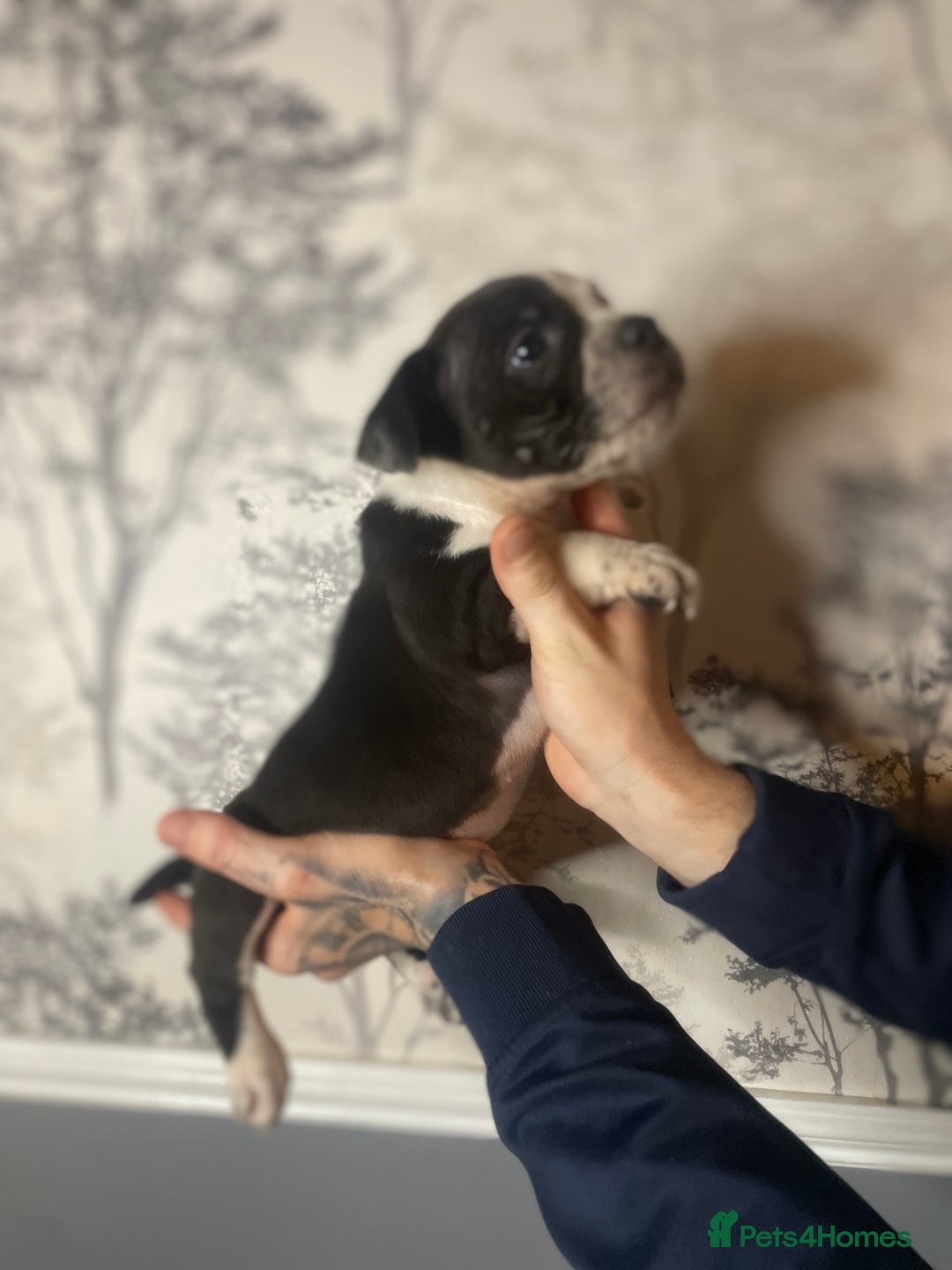 Shorty Bull dogs for sale: Proper pocket bully’s - Advert 13