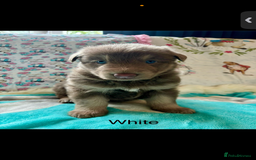 German Shepherd dogs for sale: Kc registered DNA Health tested gsd puppies - Image 3