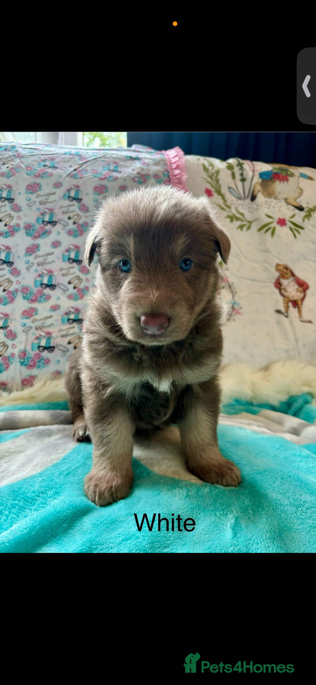 German Shepherd dogs for sale: Kc registered DNA Health tested gsd puppies - Image 3