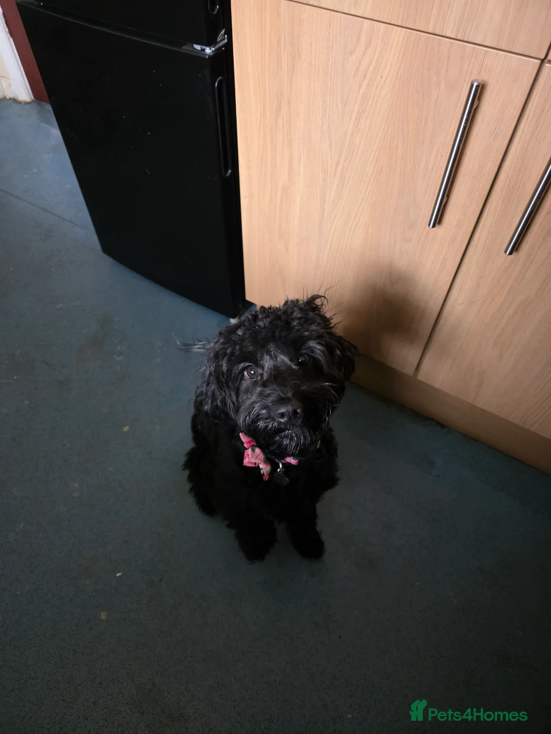 Mixed Breed dogs for sale: Sprocapoo fr sale - Advert 1