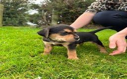 Mixed Breed dogs for sale: 8 Beautiful pups looking their forever home🥰 - Image 8