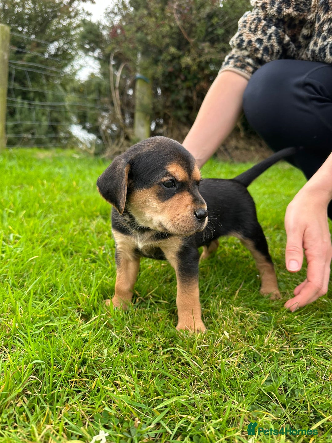Mixed Breed dogs for sale: 8 Beautiful pups looking their forever home🥰 - Image 8
