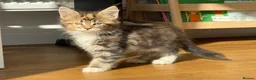 Maine Coon cats for sale: Beautiful Maine Coon Kittens – Born 19 June 2026 - Advert 2