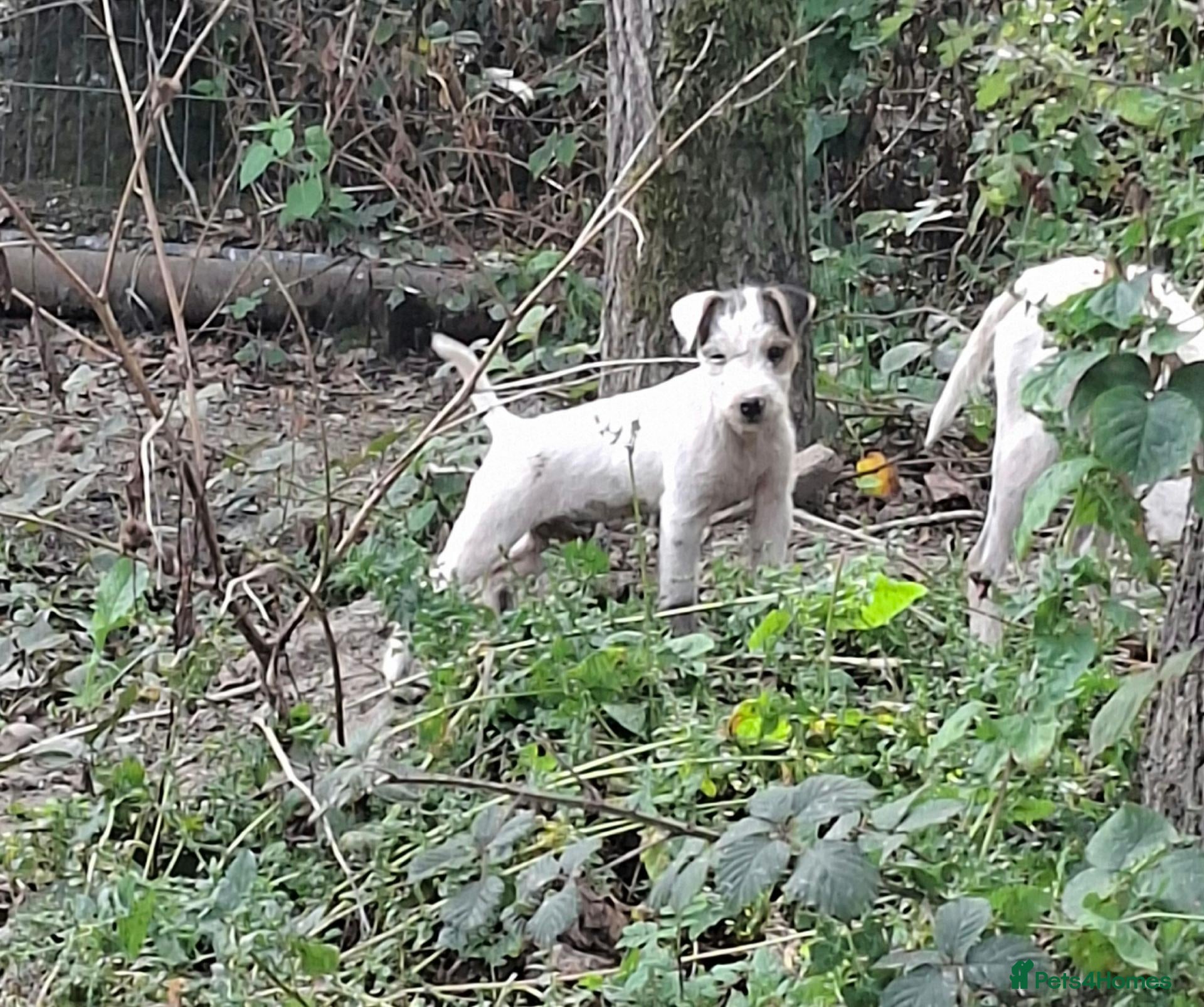 Jack Russell dogs Fully vaccinated JRT male puppies - Advert 1