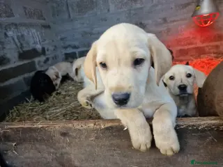 Labrador Retriever dogs 13 REALLY BEAUTIFUL LABRADOR PUPPIES - Advert 14