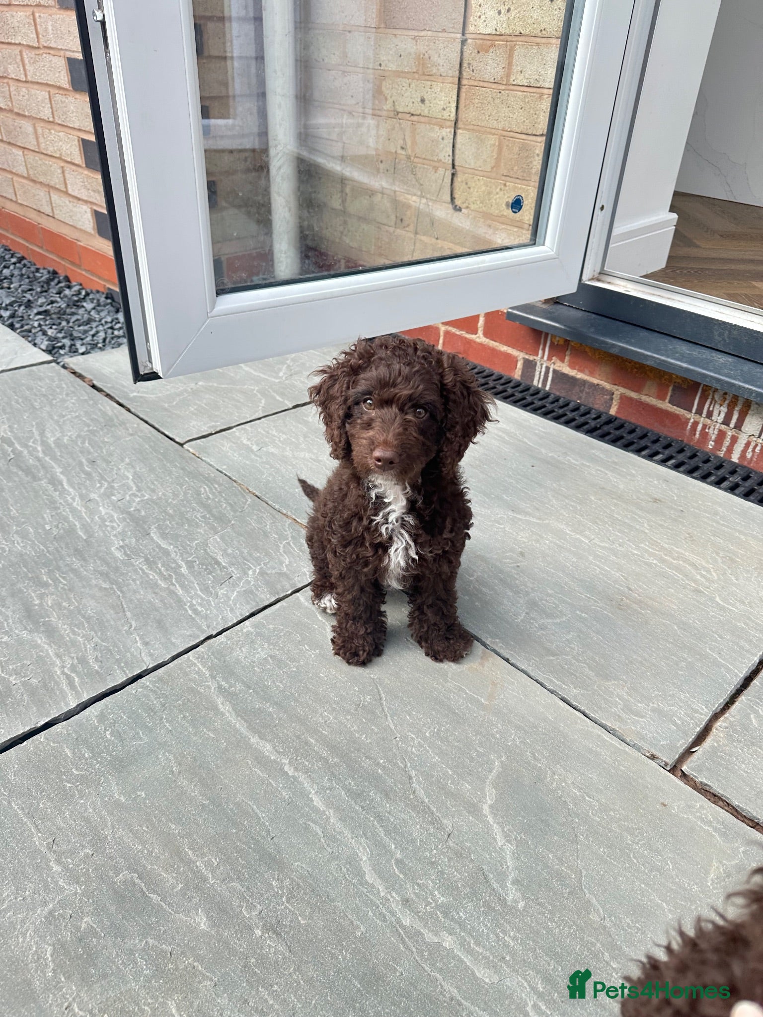 Cockapoo dogs 🤎 2 Chocolate Cockapoo Girls | Ready Now - Advert 5