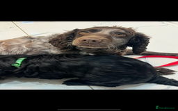 Cockapoo dogs for sale: 🐾STUNNING F1 COCKERPOOS 🐾health tested parents🐾 - Image 3