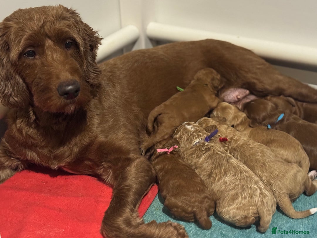 Irish Doodle dogs for sale: Irish doodles - mini F1b - Image 6