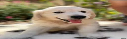Golden Retriever dogs for sale: Stunning Goldens-Parents are School Wellbeing dogs - Advert 9