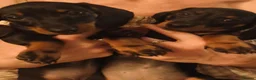 Dachshund dogs for sale: Two amazing mini dachshund two girls for sale - Advert 5