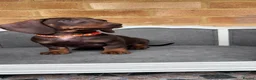 Miniature Dachshund dogs for sale: Beautiful Miniature Dachshund Puppies - Advert 11