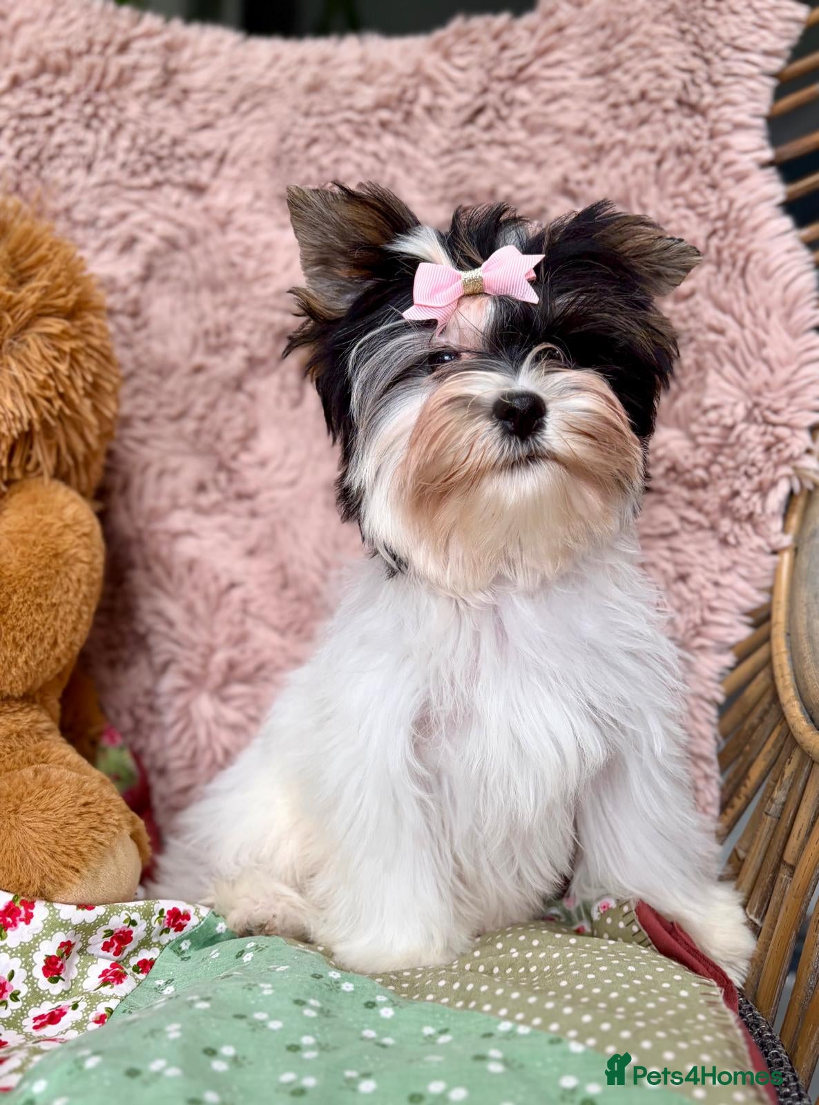 Yorkshire Terrier dogs Tiny Beautiful Girl 🩷& very Cute Boy💙available  - Advert 14